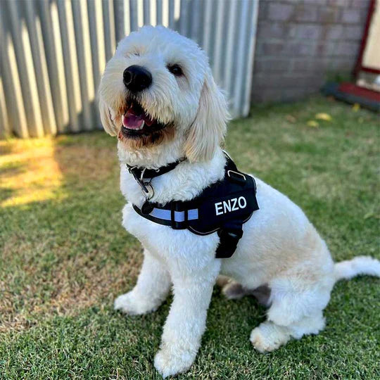 Pet Harness